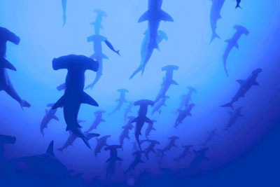 tiburones-martillo.jpg