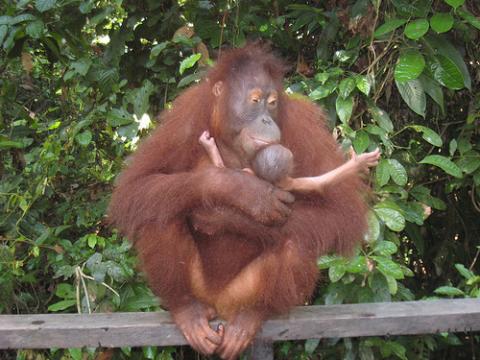 orangutan-borneo.jpg