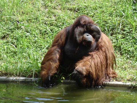 orangutan-malasia.jpg
