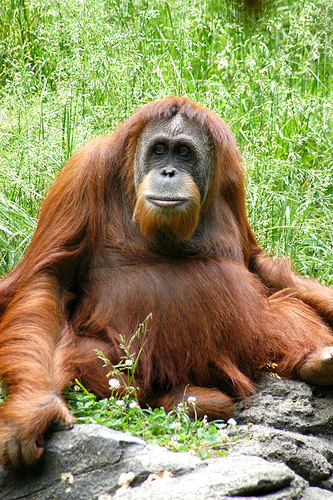 orangutanes.jpg